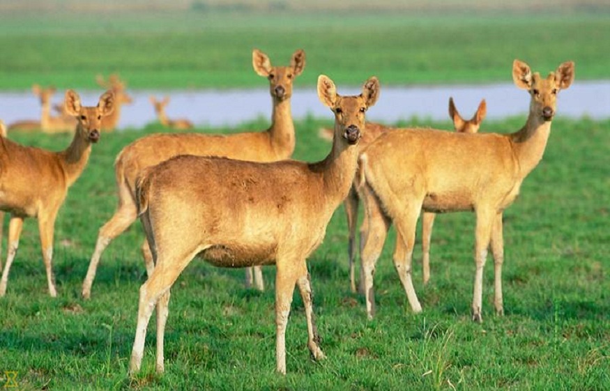 Discover Chitwan
